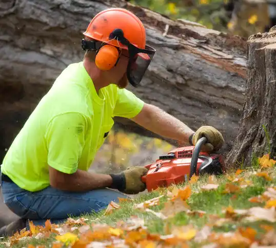 tree services Moraine